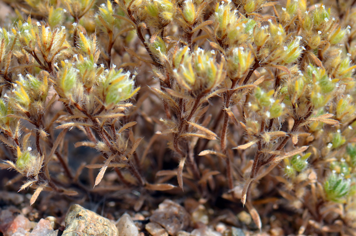 Torrey's Cryptantha has leaves that are linear to oblanceolate with straight stiff hairs (strigose) or rough-hairy or bristly. A few hairs have bulbous bases. Cryptantha torreyana